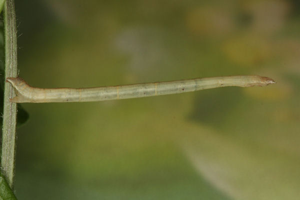 Scopula nigropunctata: Bild 38