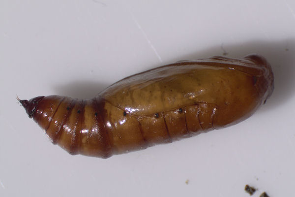 Scopula nigropunctata: Bild 46