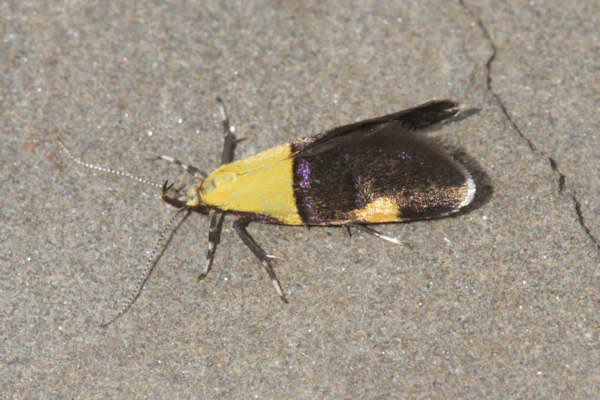 Oecophora bractella: Bild 5