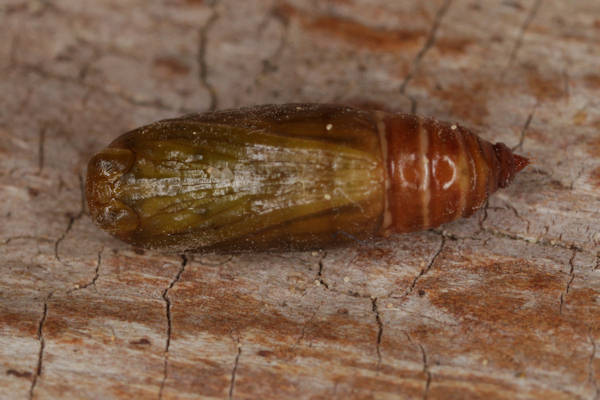 Orthonama obstipata: Bild 71