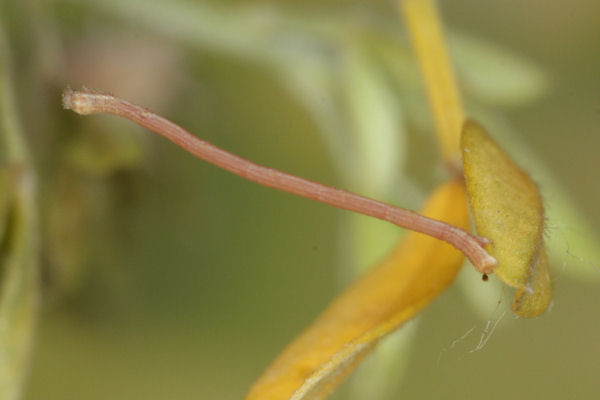 Rhodostrophia calabra: Bild 20