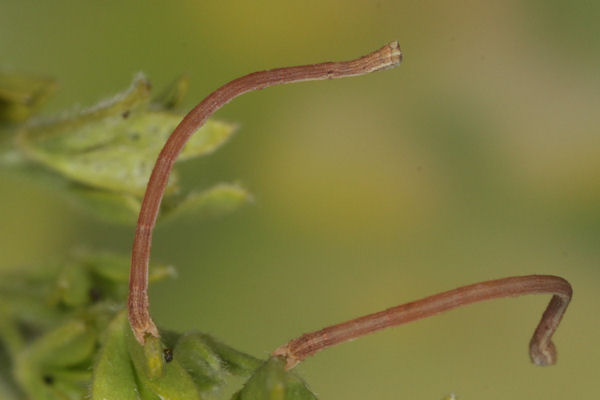 Rhodostrophia calabra: Bild 23