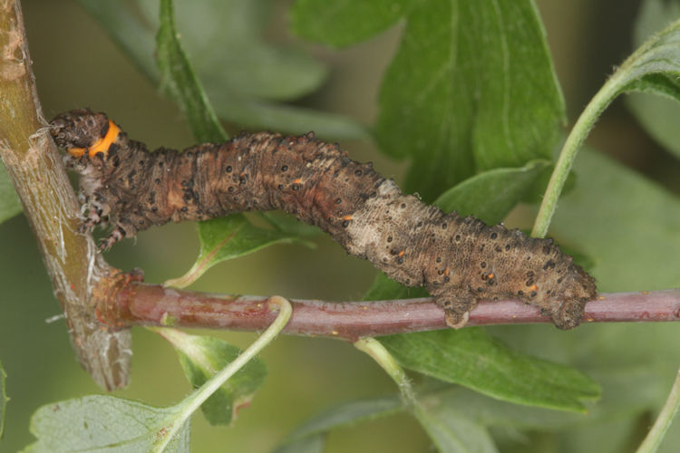 Nychiodes dalmatina: Bild 47