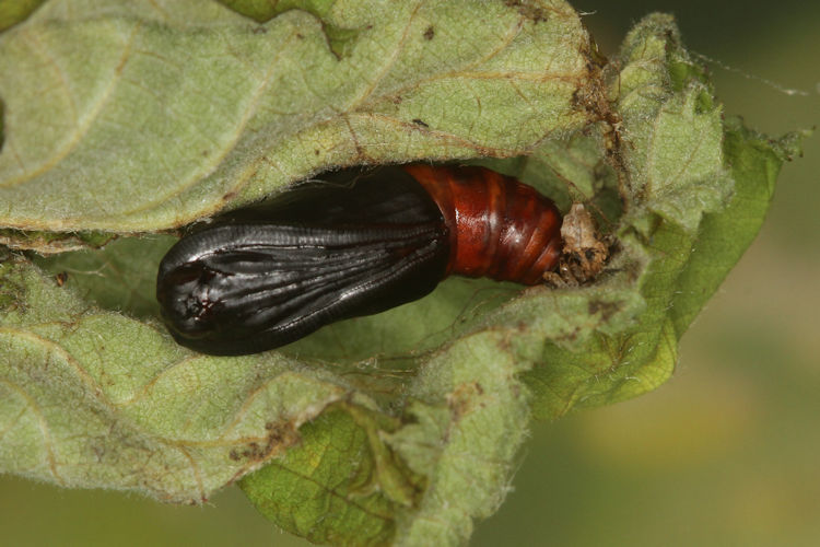 Angerona prunaria: Bild 25