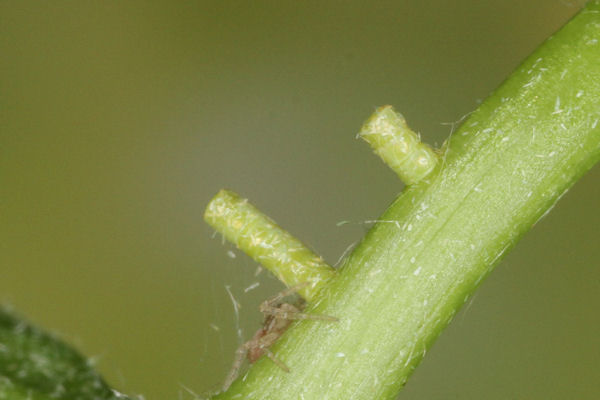 Hemistola chrysoprasaria: Bild 2