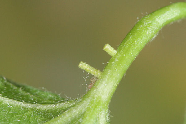 Hemistola chrysoprasaria: Bild 10