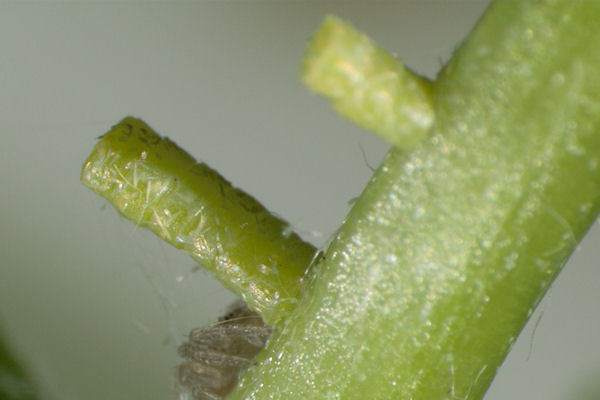 Hemistola chrysoprasaria: Bild 12