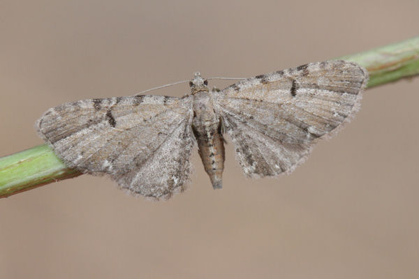 Eupithecia assimilata: Bild 13