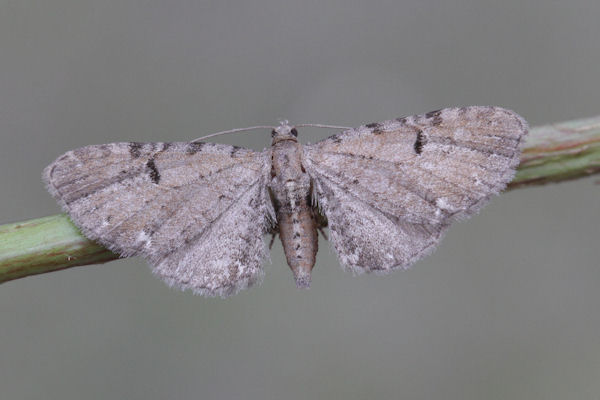 Eupithecia assimilata: Bild 14
