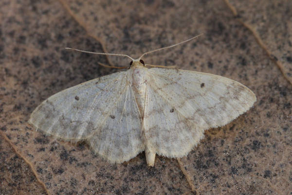 Idaea biselata: Bild 15