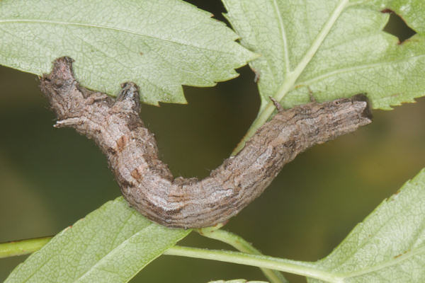 Crocallis tusciaria: Bild 55