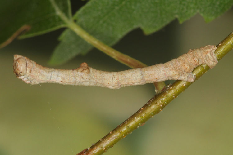 Hypomecis roboraria: Bild 14