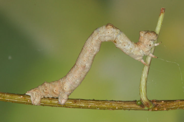 Hypomecis roboraria: Bild 15