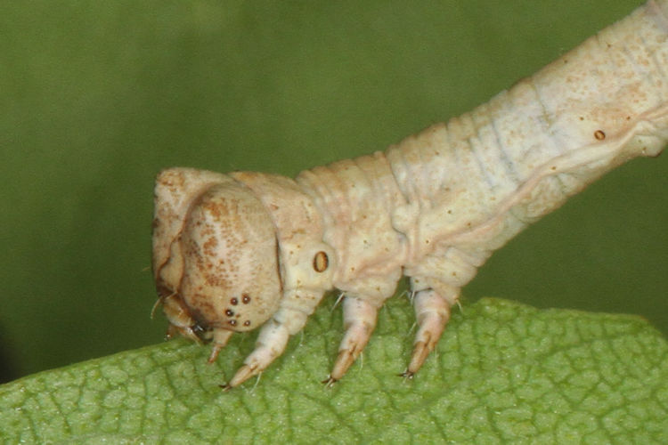 Hypomecis roboraria: Bild 16