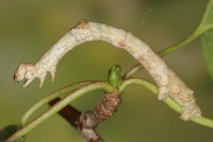 Hypomecis roboraria: Bild 17