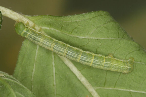 Pseudopanthera macularia: Bild 35