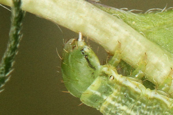 Pseudopanthera macularia: Bild 36