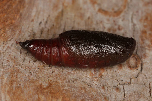 Pseudopanthera macularia: Bild 46