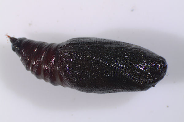 Pseudopanthera macularia: Bild 48