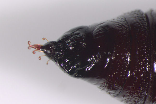 Pseudopanthera macularia: Bild 50