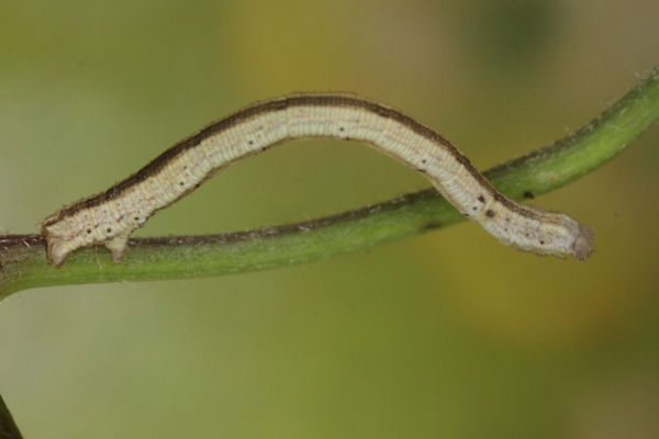 Scopula virgulata: Bild 27