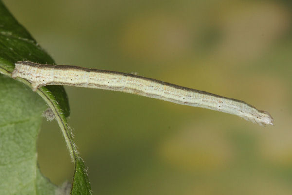 Scopula virgulata: Bild 40