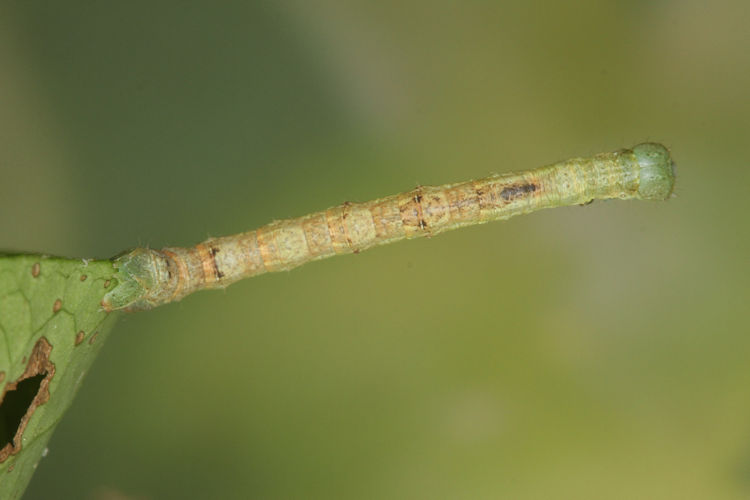Ennomos quercinaria: Bild 14