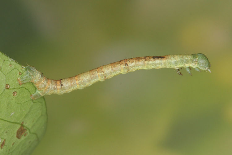 Ennomos quercinaria: Bild 15