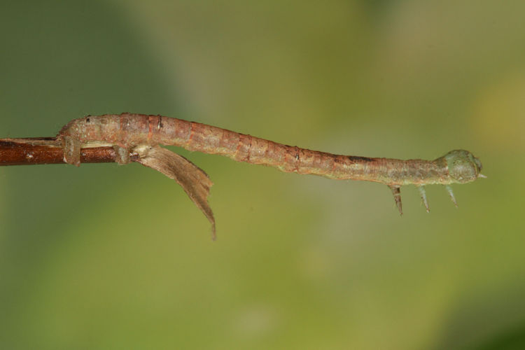 Ennomos quercinaria: Bild 18