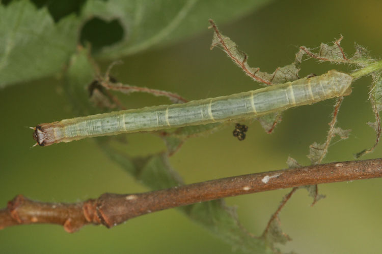 Angerona prunaria: Bild 13