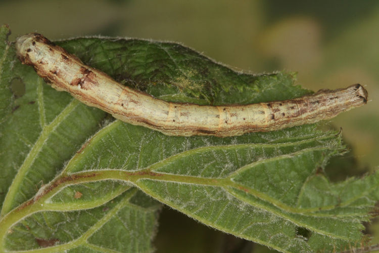 Angerona prunaria: Bild 21
