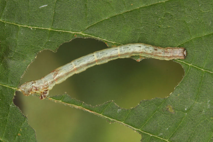 Angerona prunaria: Bild 22