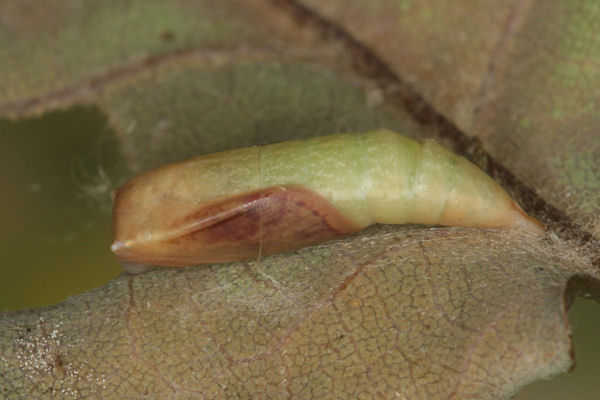 Cyclophora punctaria: Bild 60