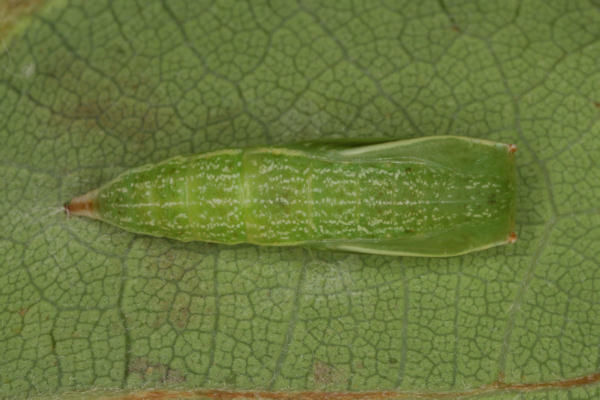Cyclophora punctaria: Bild 62