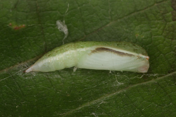 Cyclophora punctaria: Bild 66