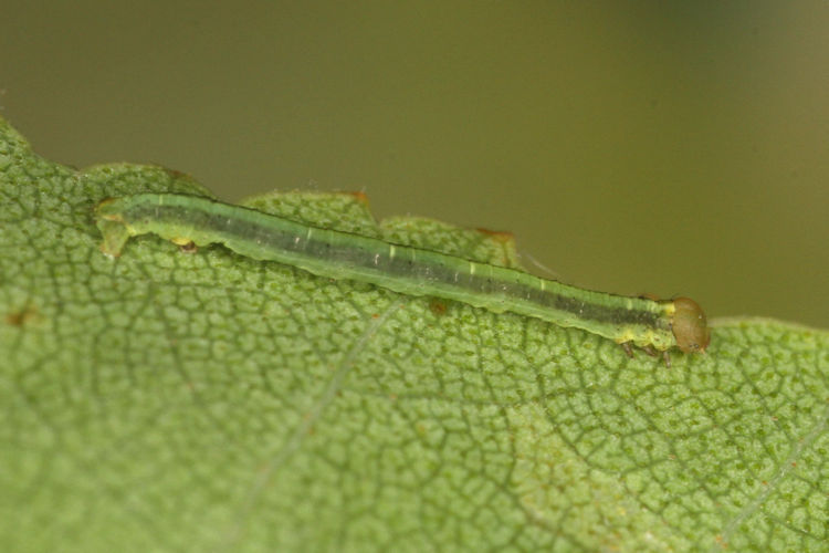 Parectropis similaria: Bild 10