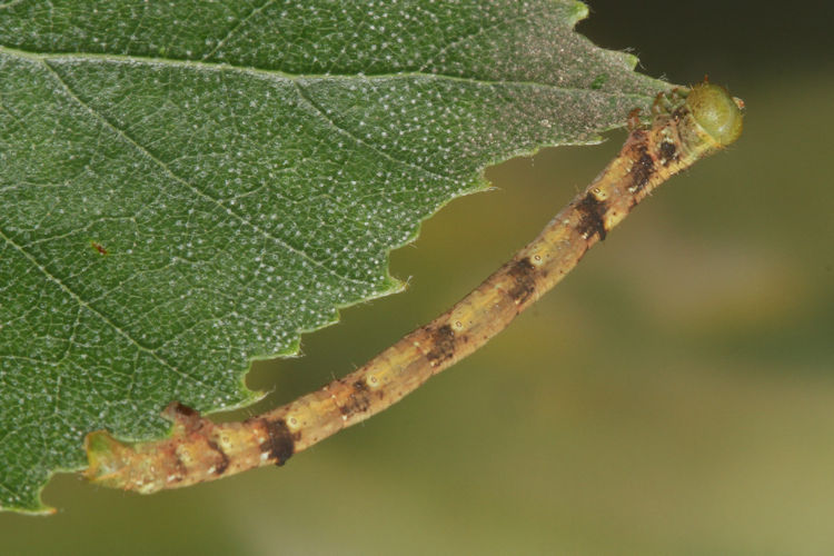 Parectropis similaria: Bild 19