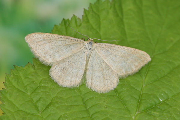 Idaea pallidata: Bild 1