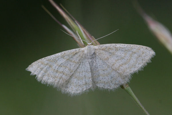 Idaea pallidata: Bild 2