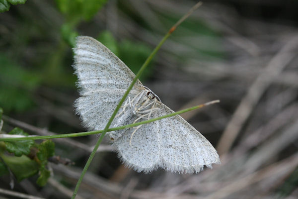 Idaea pallidata: Bild 3