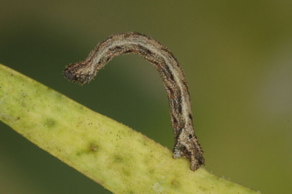 Idaea pallidata: Bild 27