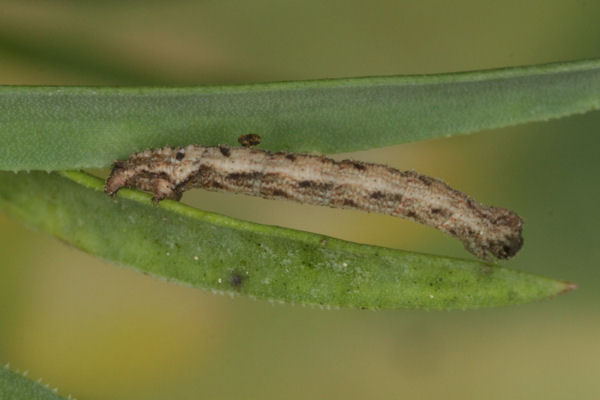 Idaea pallidata: Bild 28