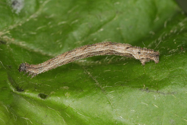 Idaea pallidata: Bild 29