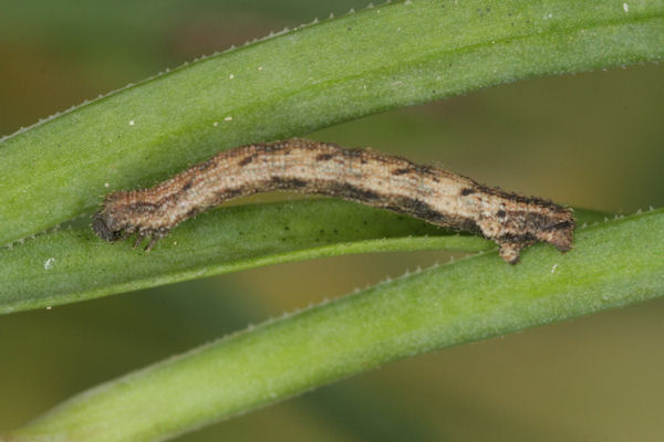 Idaea pallidata: Bild 30