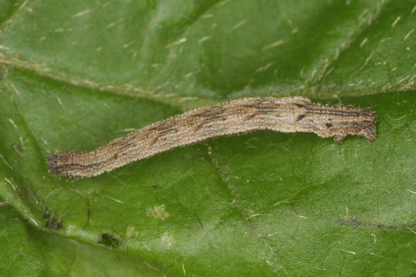 Idaea pallidata: Bild 31