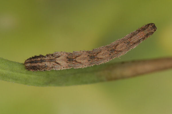 Idaea pallidata: Bild 57