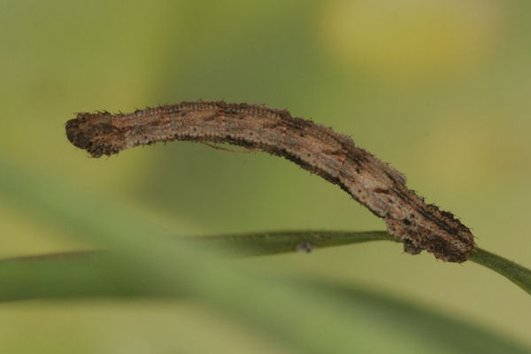 Idaea pallidata: Bild 32