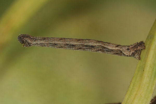 Idaea pallidata: Bild 33