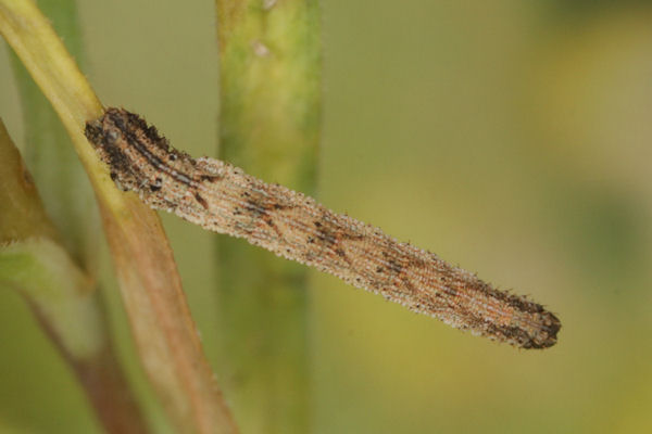 Idaea pallidata: Bild 34