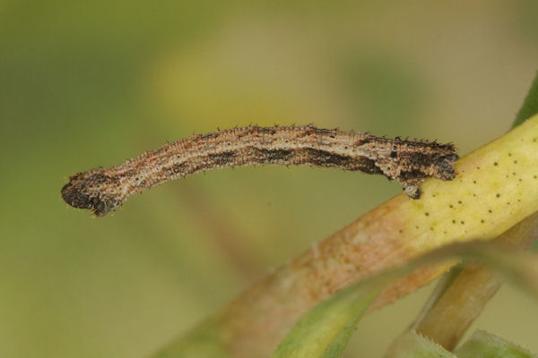 Idaea pallidata: Bild 35